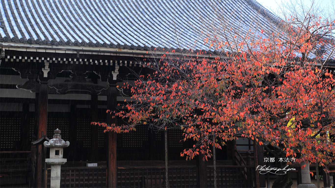 本法寺 しぐれ雪の桜紅葉と本堂 壁紙