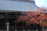 本法寺 しぐれ雪の桜紅葉と本堂