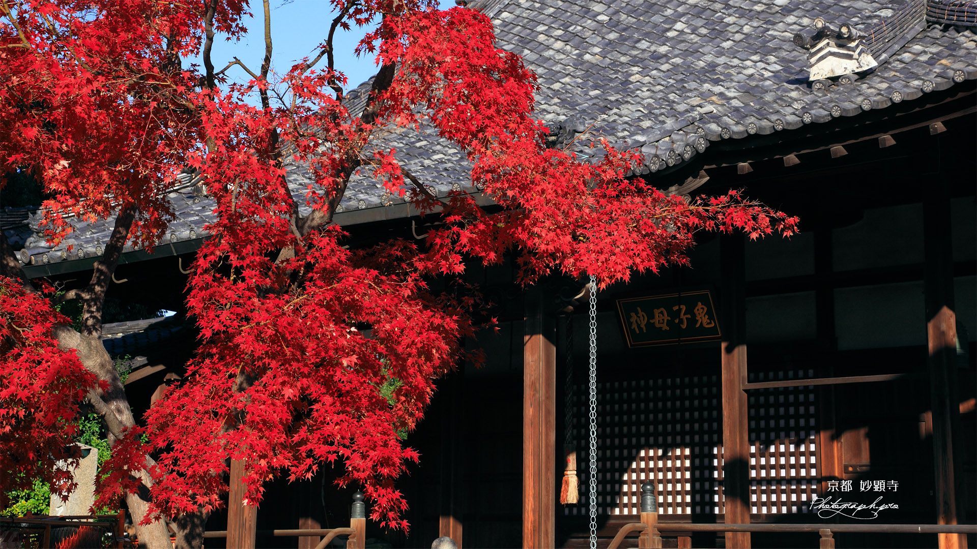 妙顕寺 紅葉と鬼子母神堂