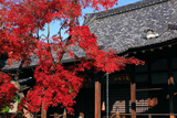 妙顕寺 紅葉と鬼子母神堂