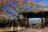 妙覚寺 桜紅葉と大門