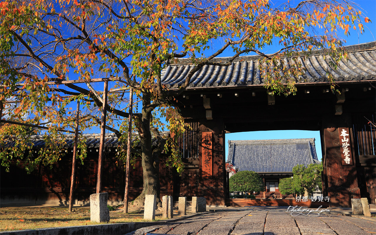 妙覚寺 桜紅葉と大門 壁紙