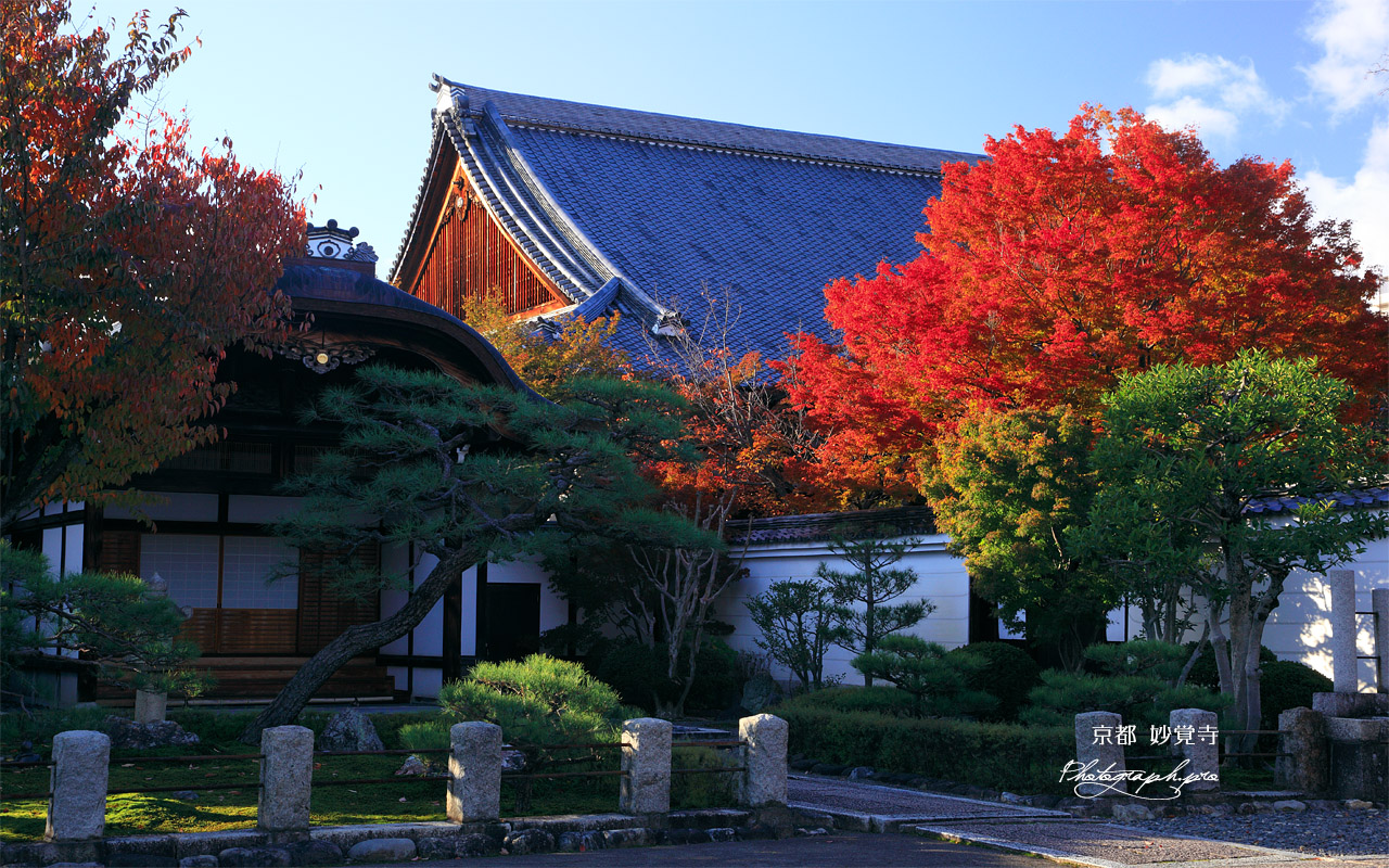 妙覚寺 紅葉と本堂 壁紙