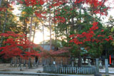 今宮神社 夕照と紅葉