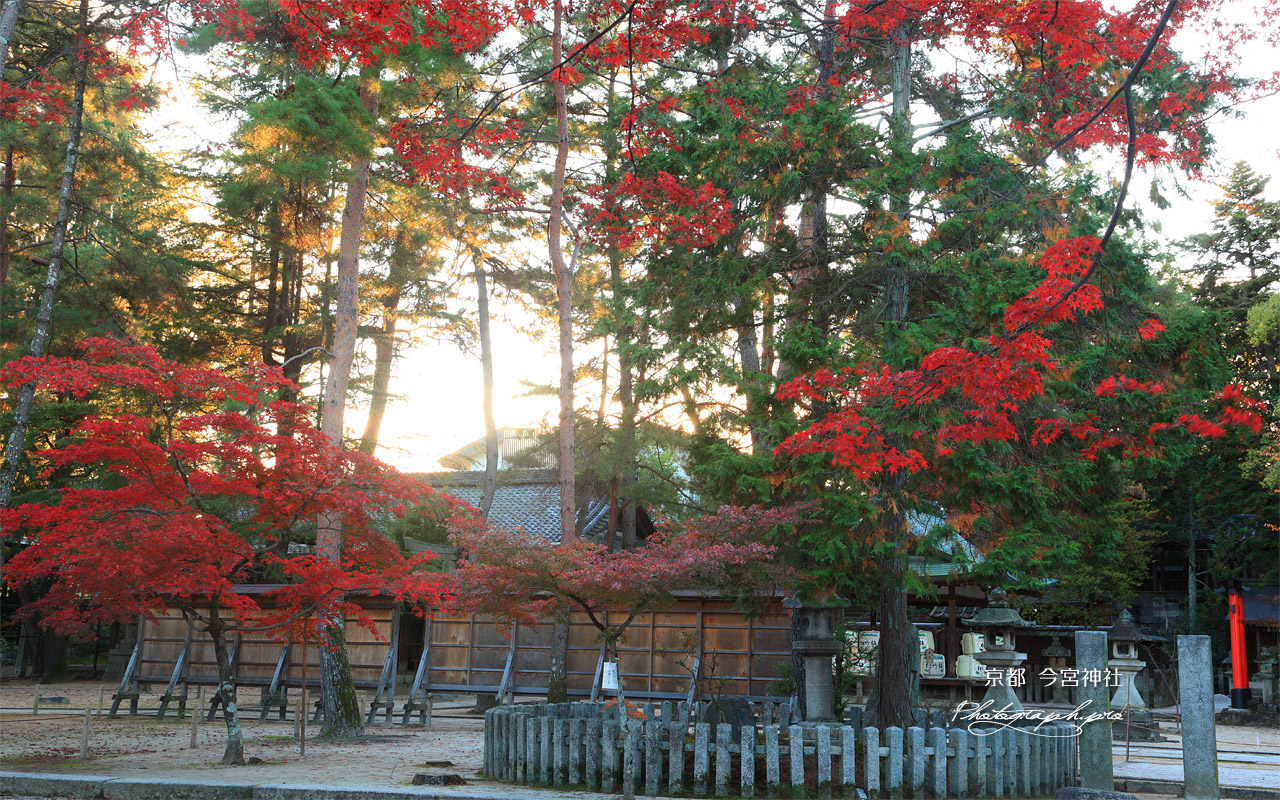 今宮神社 夕照と紅葉 壁紙