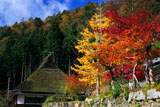 美山かやぶきの里 普明寺の紅葉