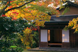 京都神光院 山茶花と紅葉の蓮月庵