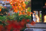 京都神光院 紅葉越しのネコ