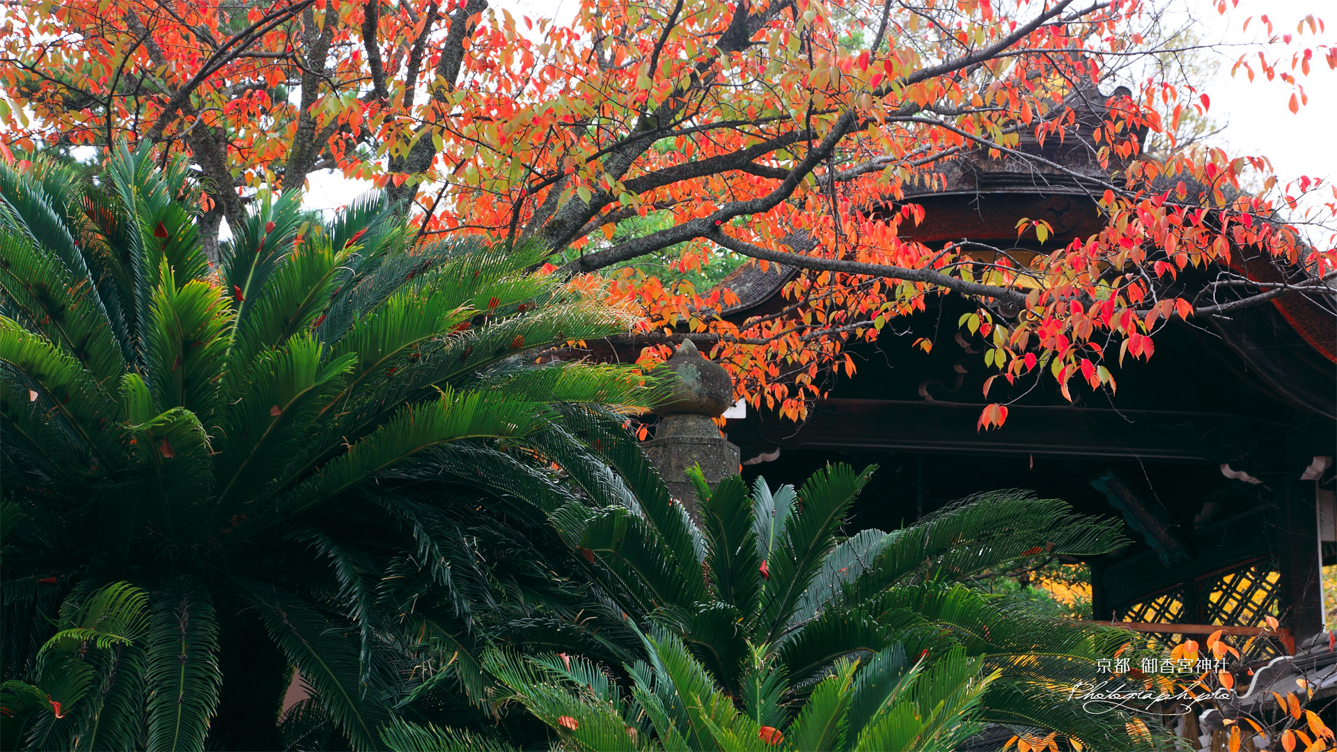 御香宮神社 ソテツと桜の紅葉