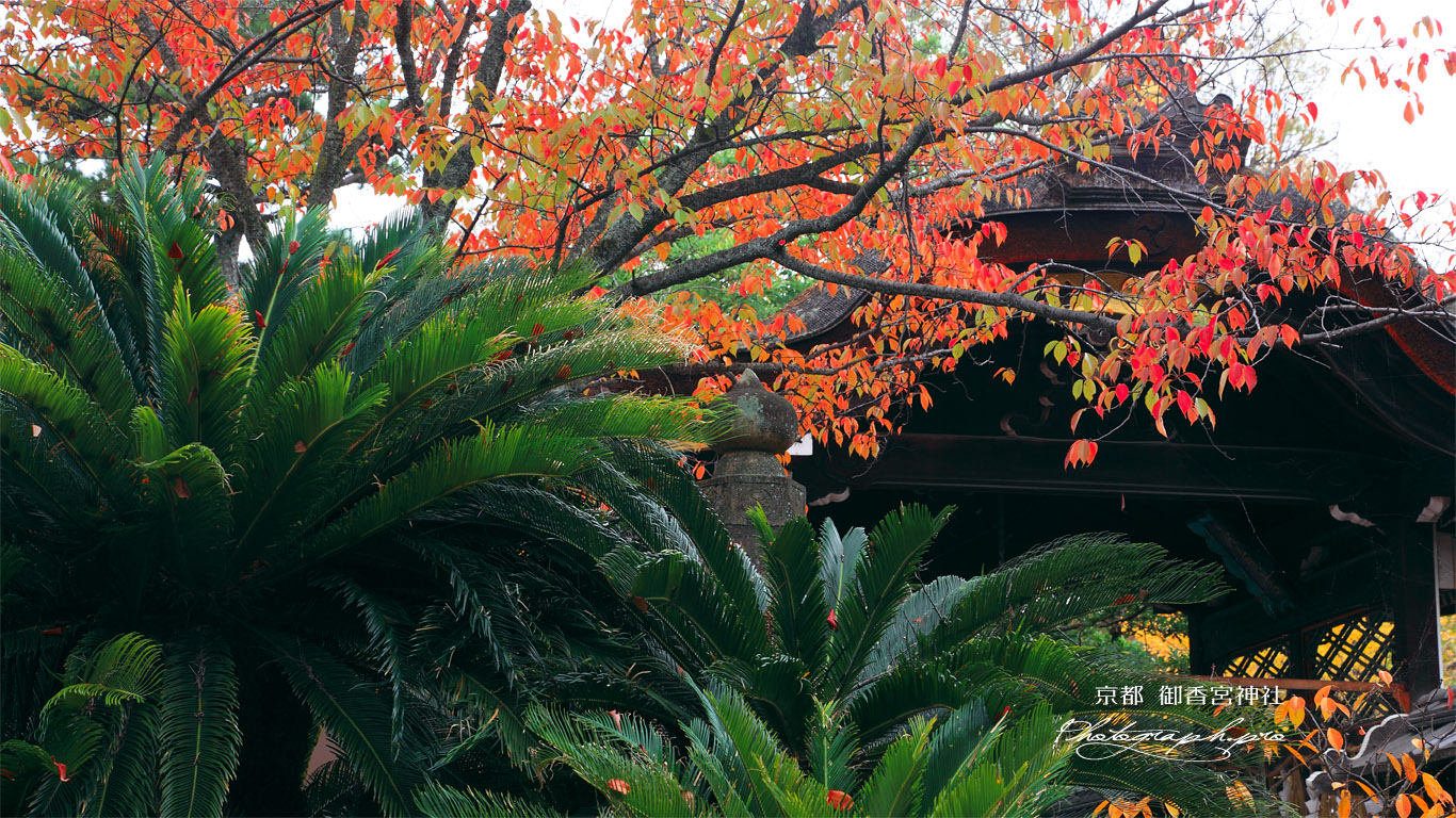 御香宮神社 ソテツと桜の紅葉 壁紙