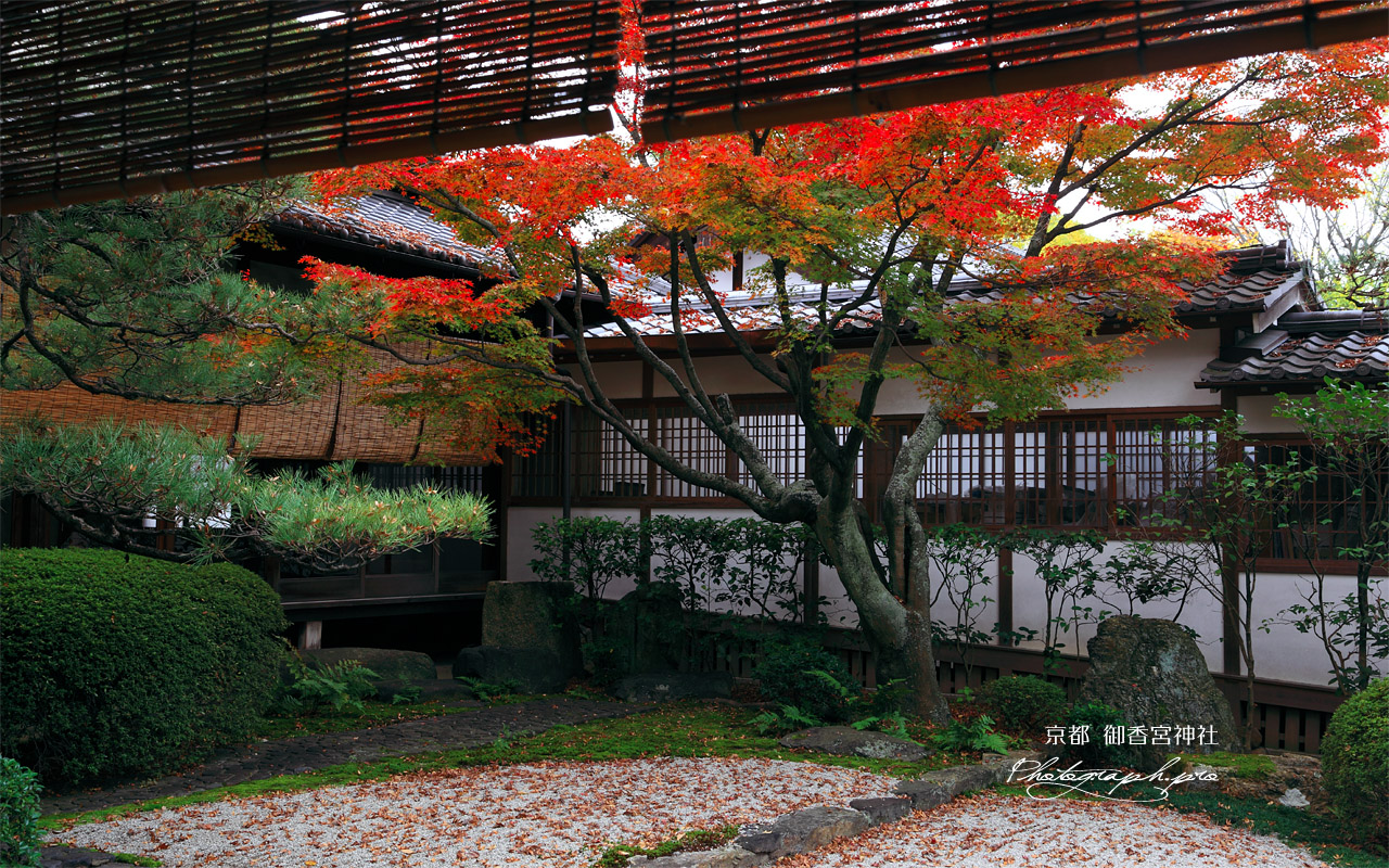 御香宮神社 遠州ゆかりの石庭の紅葉 壁紙