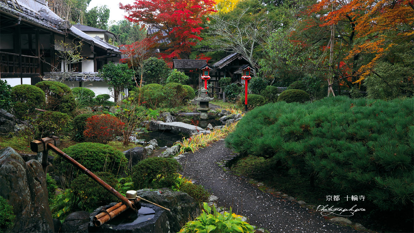 京都十輪寺 紅葉の地泉庭園 壁紙