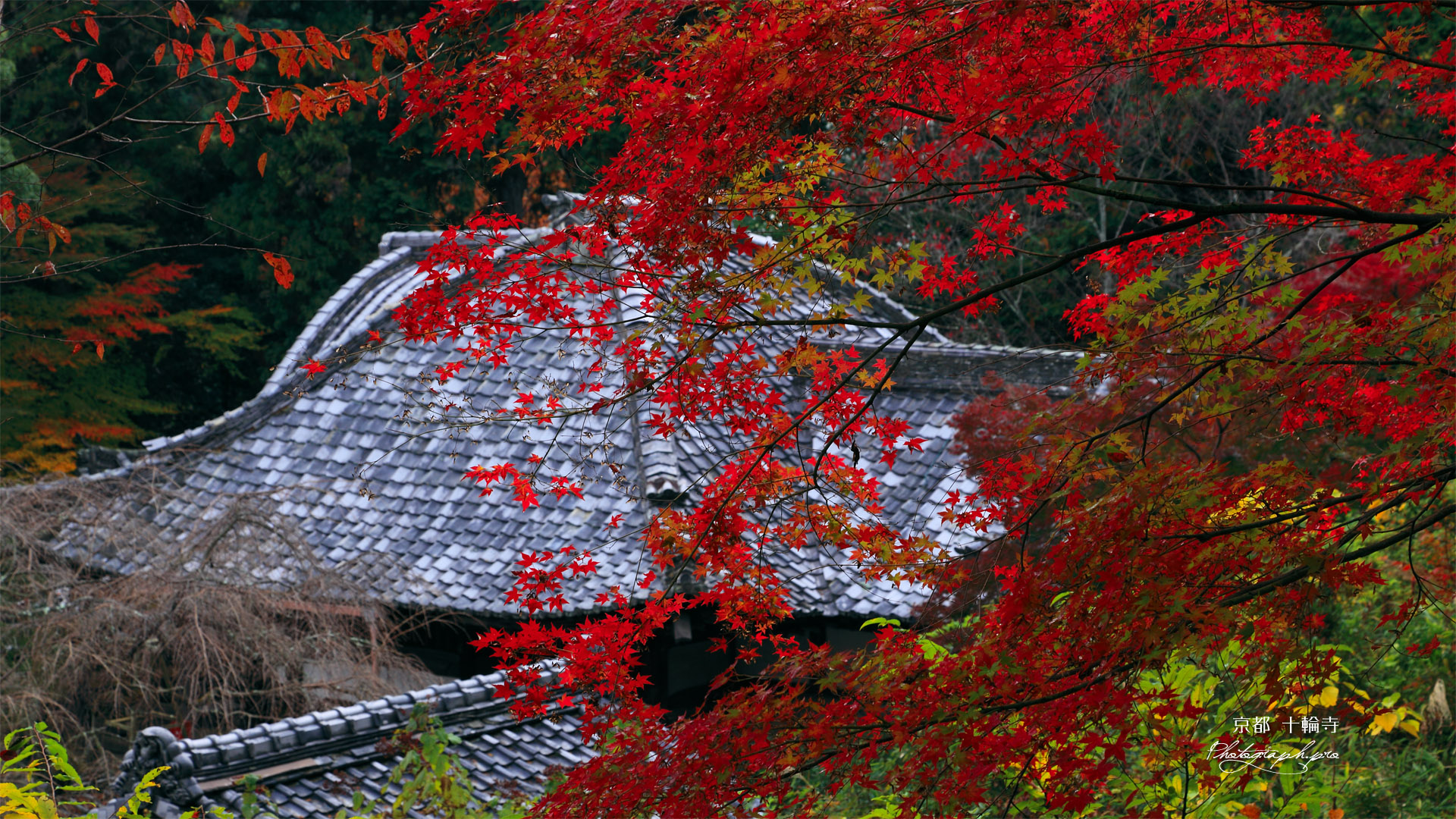 京都十輪寺 紅葉越しの本堂