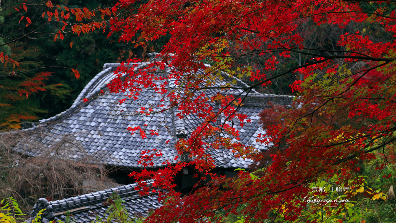 京都十輪寺 紅葉越しの本堂 壁紙
