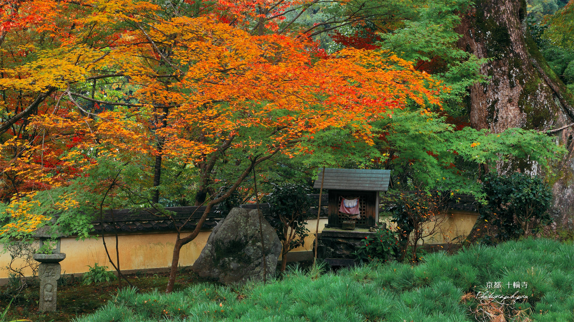 京都十輪寺 紅葉と大クスノキ