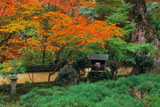 京都十輪寺 紅葉と大クスノキ