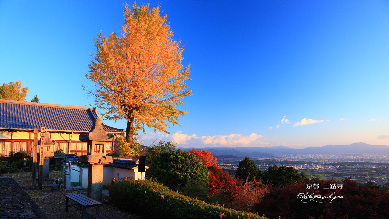 三鈷寺 イチョウ黄葉と客殿 壁紙
