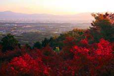西山・乙訓の紅葉
