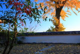三鈷寺 南天と銀杏黄葉