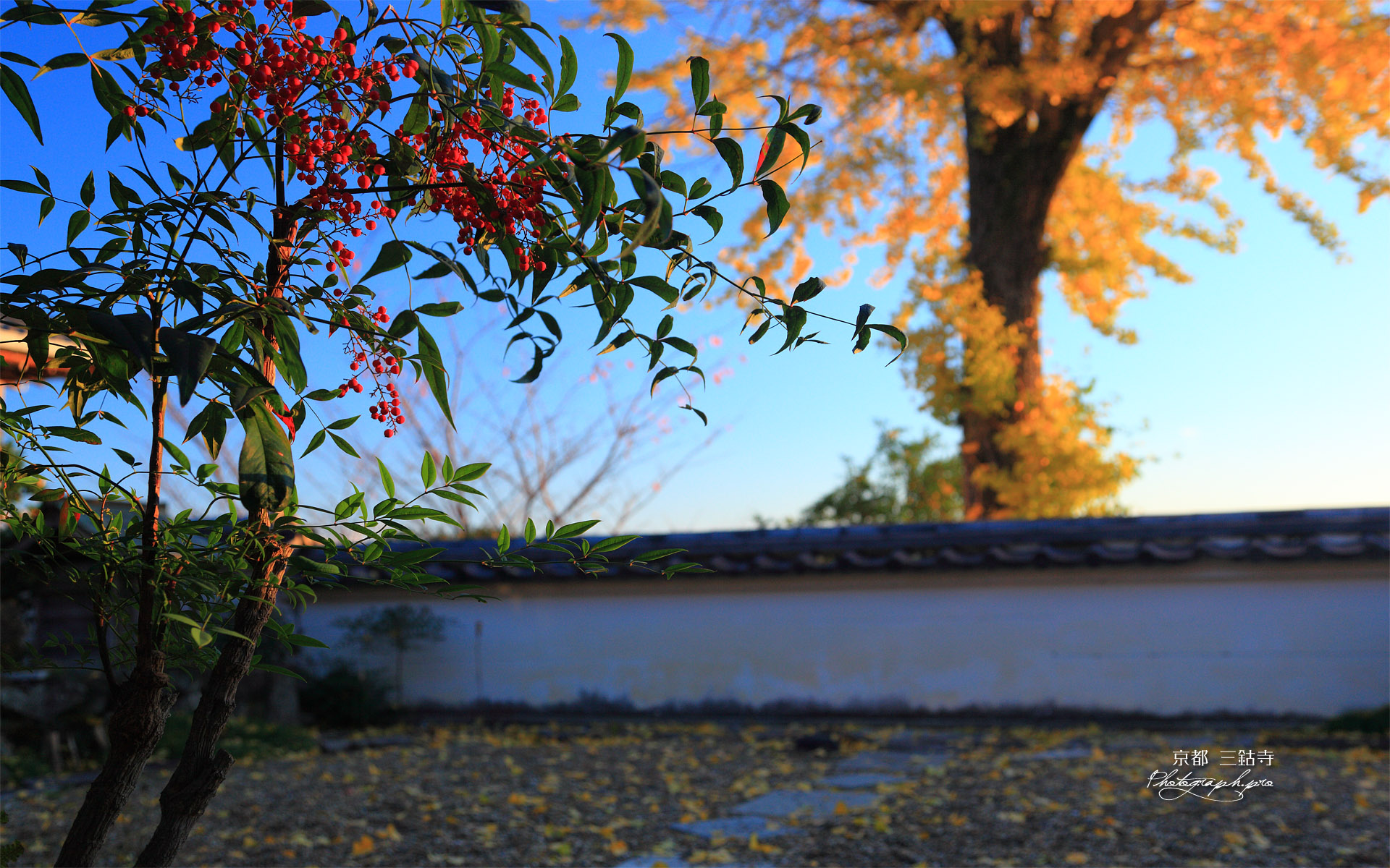 三鈷寺 南天と銀杏黄葉