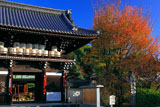梅宮大社 楼門と山桜の紅葉