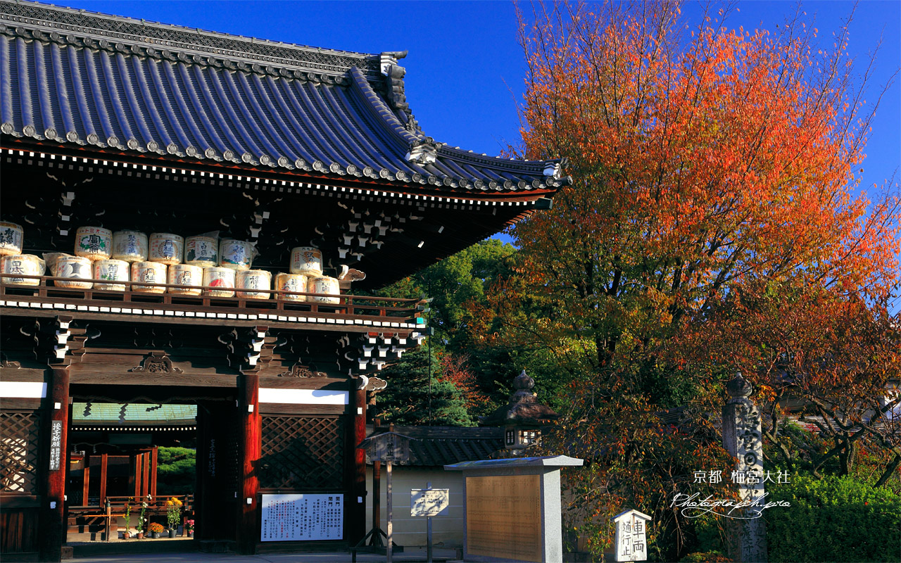 梅宮大社 楼門と山桜の紅葉 壁紙