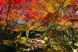常寂光寺 男坂と五色紅葉
