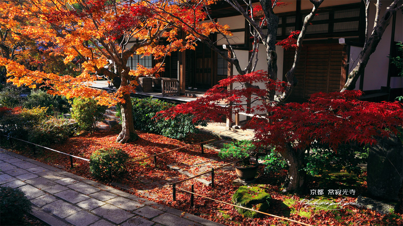 常寂光寺 紅葉と本堂 壁紙