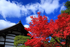 金地院