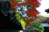 南禅寺金地院 三葉葵紋瓦当と紅葉