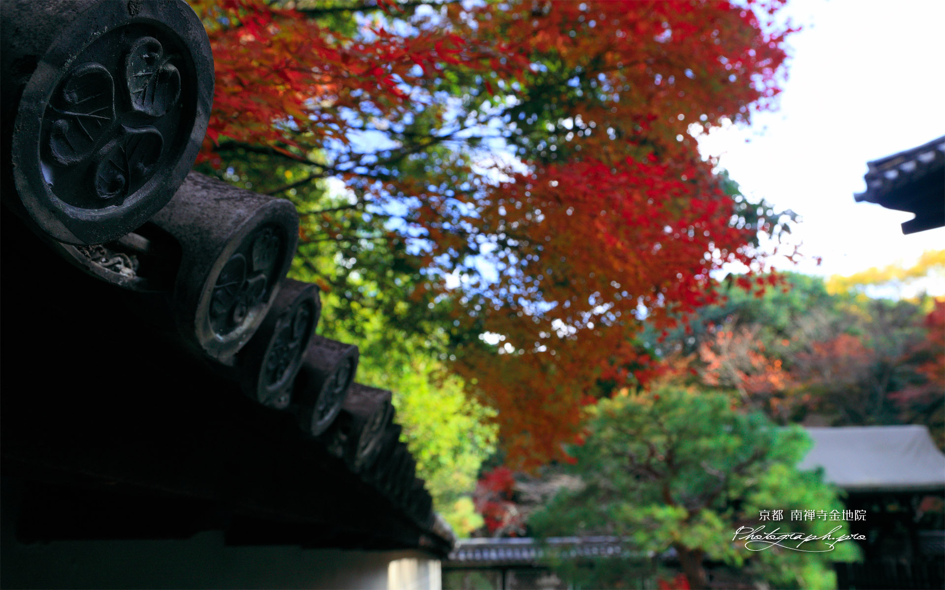 南禅寺金地院 三葉葵紋瓦当と紅葉