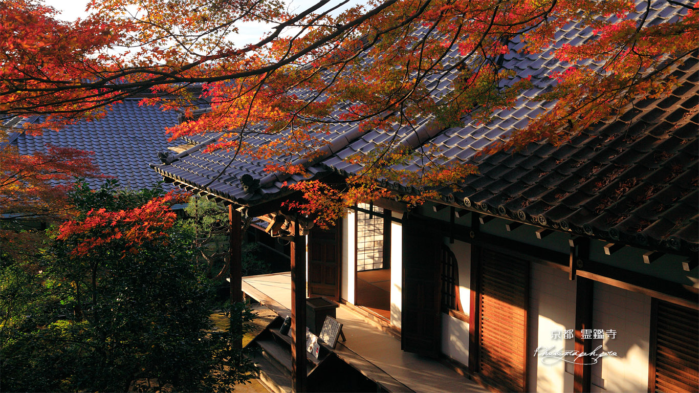 霊鑑寺 紅葉と本堂 壁紙