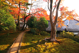 霊鑑寺 紅葉の古木