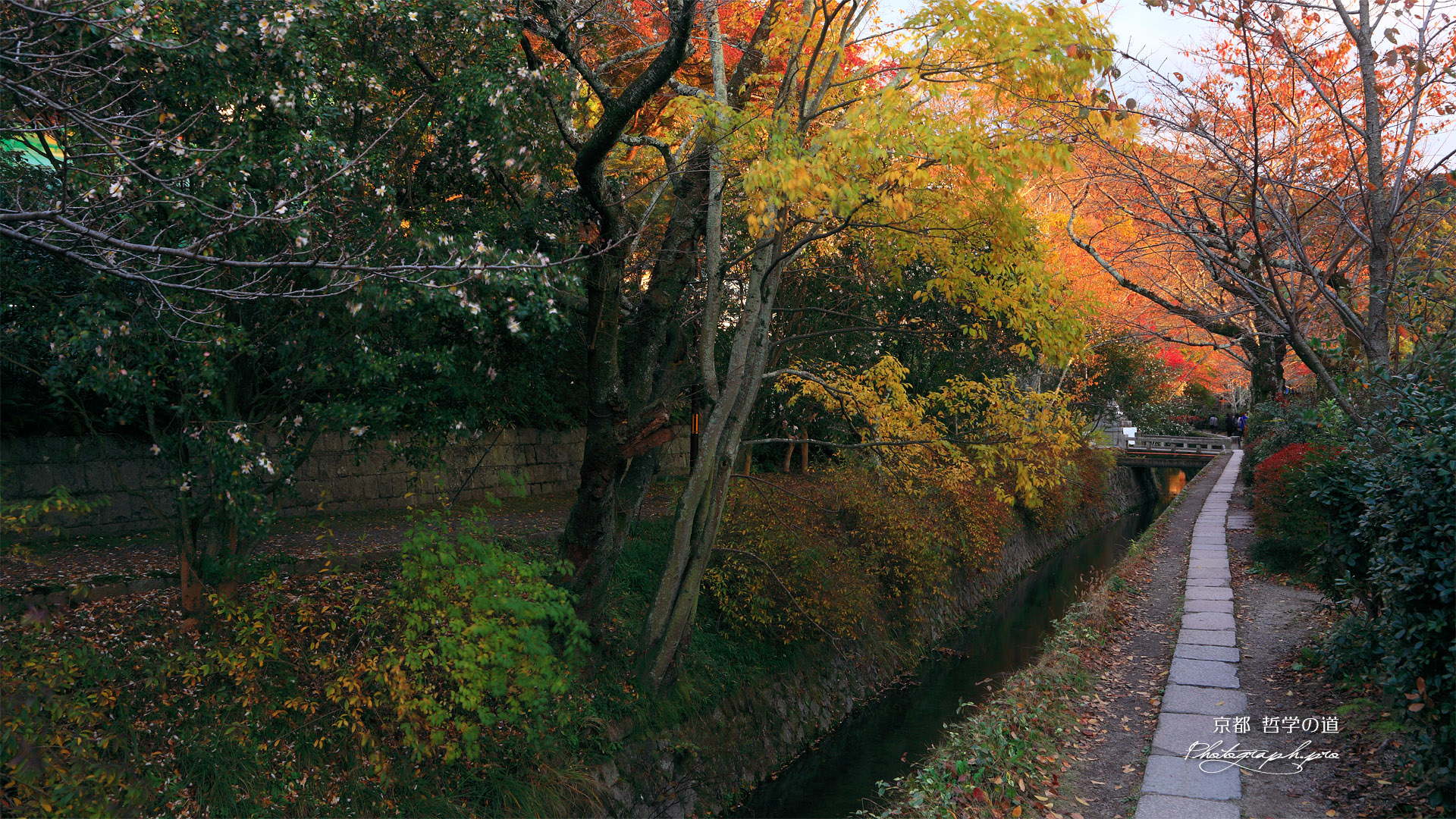 哲学の道 疏水分線と紅葉