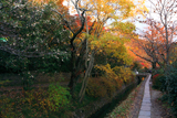 哲学の道 疏水分線と紅葉