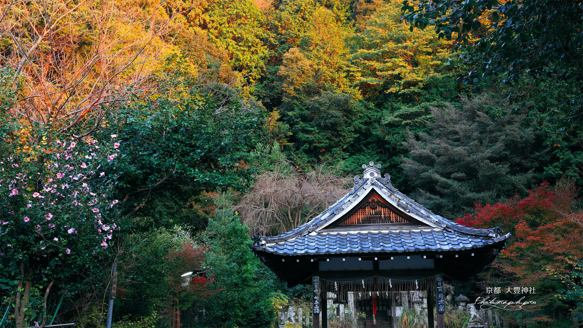 大豊神社 山茶花と紅葉
