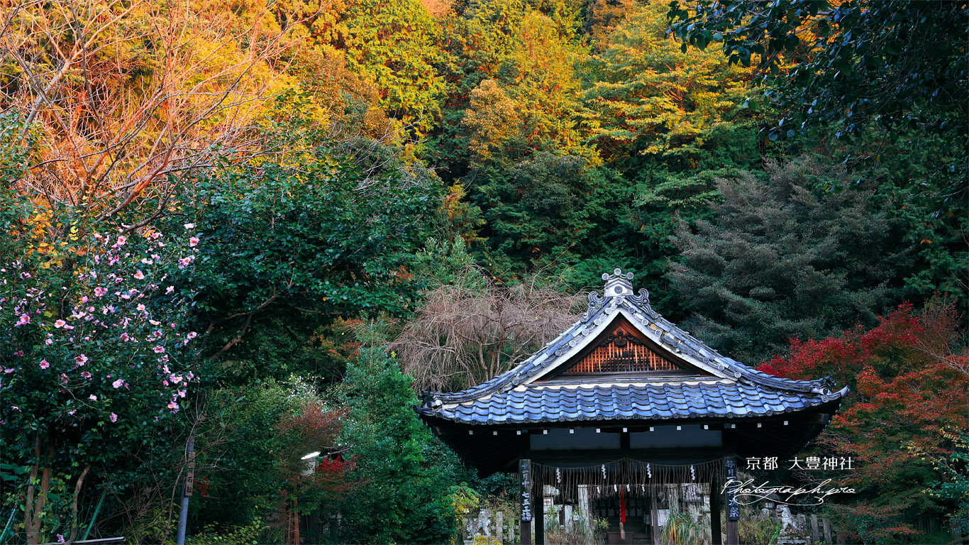 大豊神社 山茶花と紅葉 壁紙