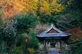 大豊神社 山茶花と紅葉