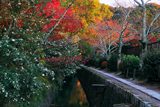 哲学の道 サザンカと紅葉