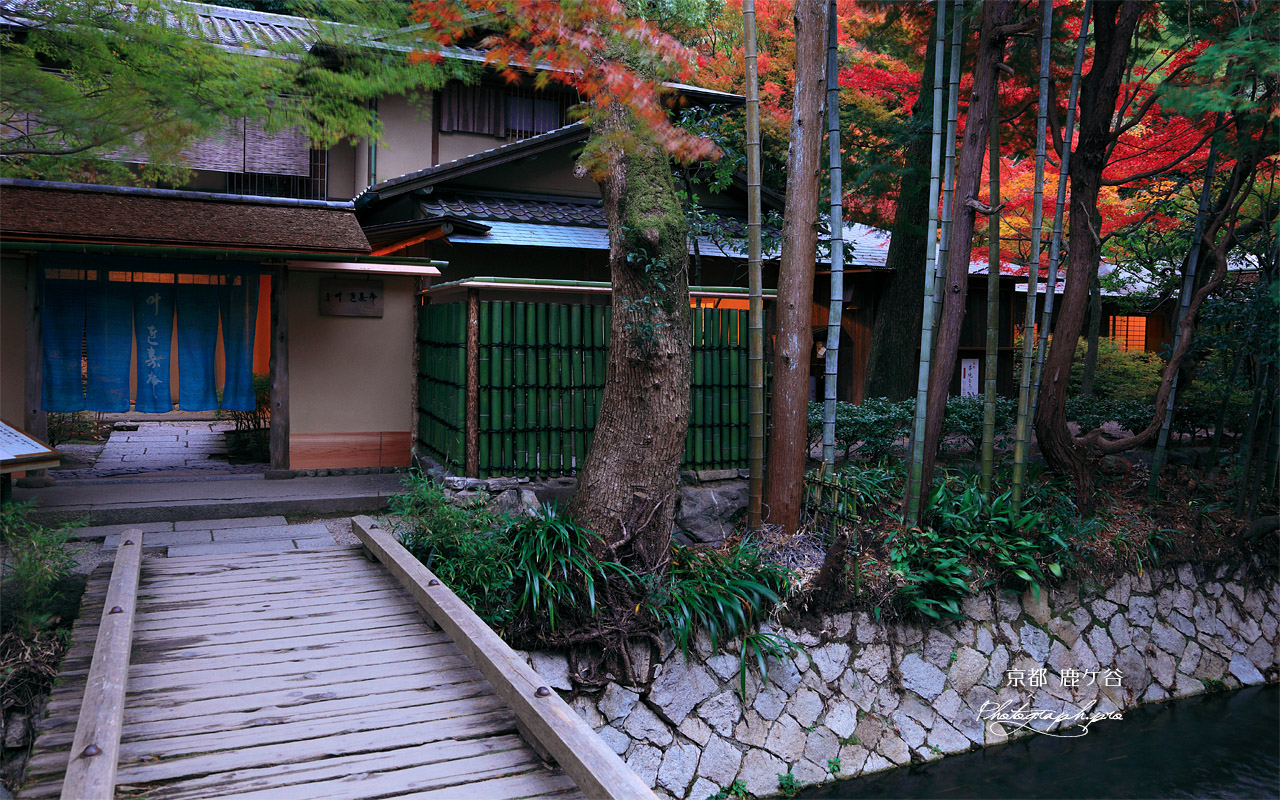 哲学の道 疏水と叶の紅葉 壁紙