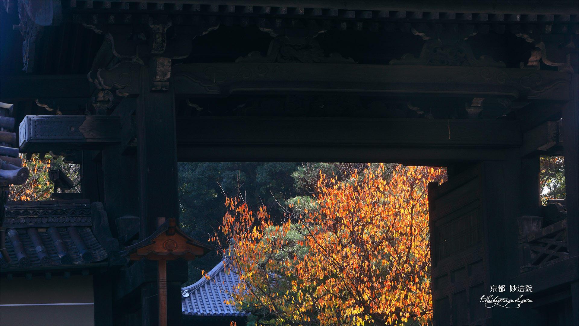 妙法院 門越しの桜紅葉と本堂