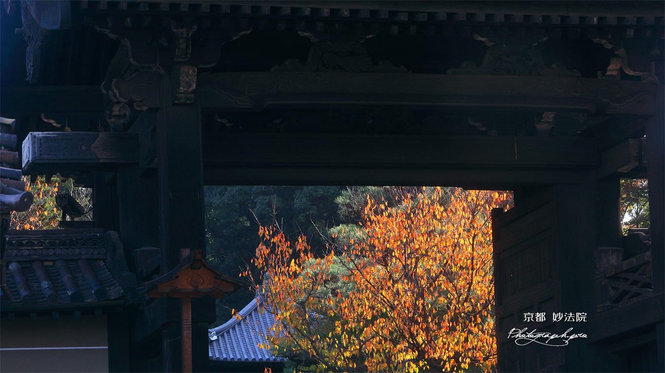 妙法院 門越しの桜紅葉と本堂 壁紙