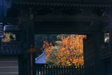妙法院 門越しの桜紅葉と本堂
