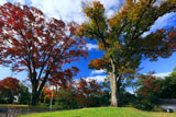 方広寺大仏殿跡緑地の紅葉