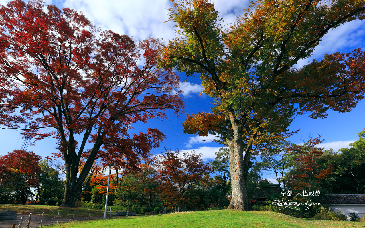 方広寺大仏殿跡緑地の紅葉 壁紙