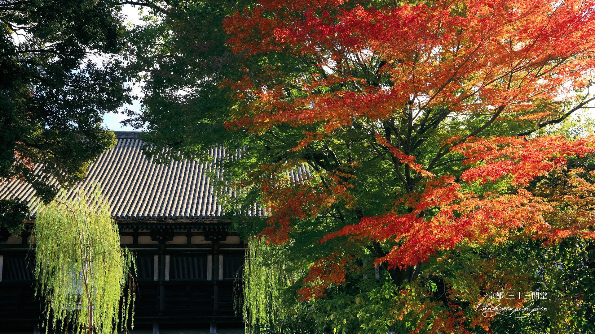 三十三間堂 紅葉と本堂
