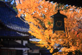 新日吉神宮 吊灯篭と黄葉