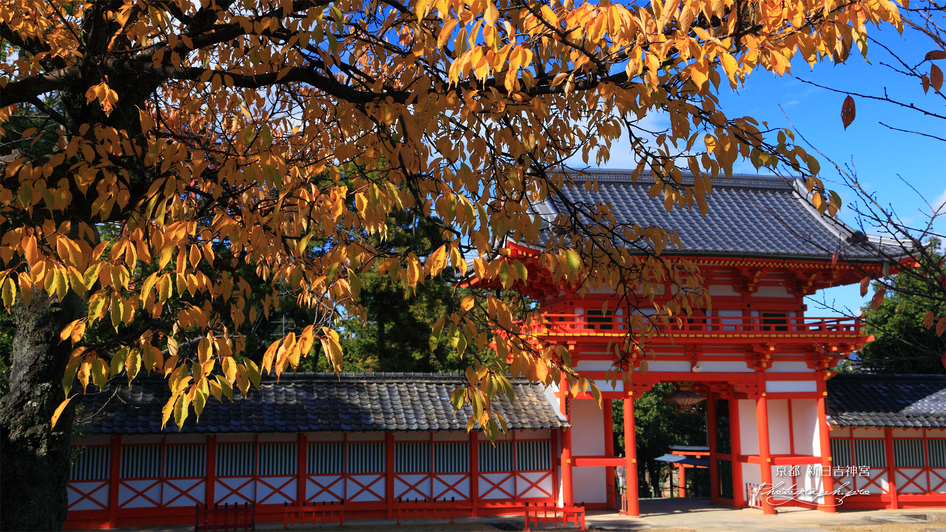 新日吉神宮 さくら紅葉と楼門