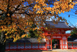 新日吉神宮 さくら紅葉と楼門