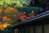 新日吉神宮 桜紅葉と本殿
